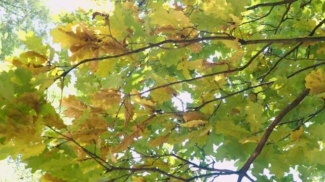 Panning view of colorful autumn leaves and branches in sunny forest