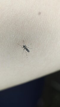 A mosquito resting and biting on human skin