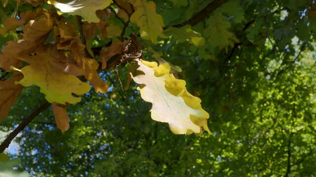 Wind moving colorful autumn leaves on branches in peaceful forest