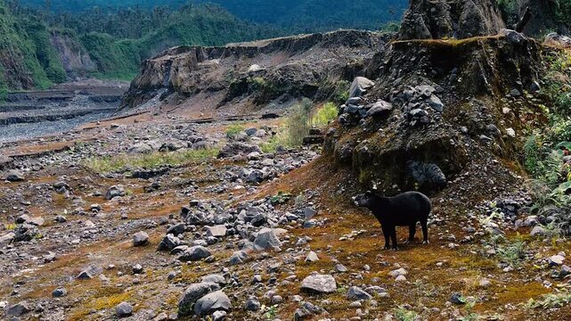 Wild Tapir Moving Through Rocky Tropical Mountain Habitat