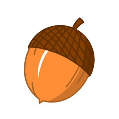 acorn  © illustration