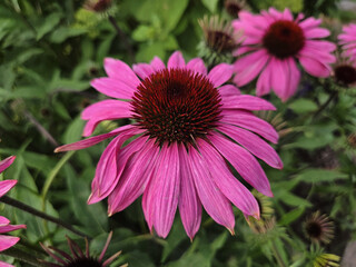 A vibrant Echinacea purpurea flower blooms with bright pink petals and a textured dark cone in a garden. © DBA