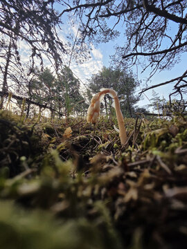 A pale Monotropa uniflora plant emerges from mossy ground beneath a tree canopy.