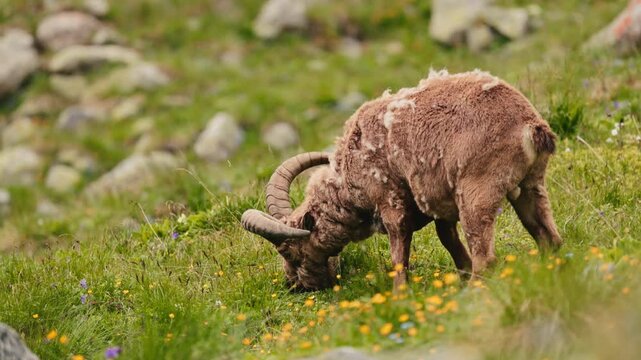 Herd of West Caucasian tur Capra caucasica with large horns grazing on a steep grassy slope with majestic rocky mountains in the background. Wild mountain goats in their natural habitat in slow motion