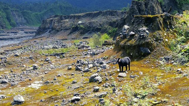 Wild Tapir Standing in Rugged Rocky Valley Near Tropical Forest