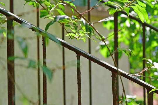 old rusty balustrade overgrown with green
