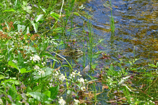 common water frog during a sunbath in a pond with green