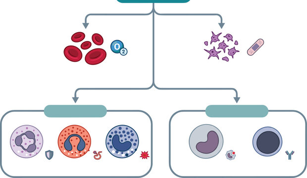 Blood Cell Classification Infographic Vector Diagram Showing Red Blood Cells Platelets Granulocytes Agranulocytes and Immune System Icons