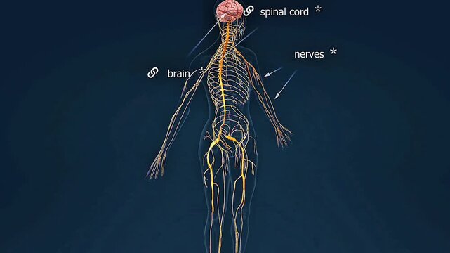 A 3D view of human nervous system anatomy showing the brain, spinal cord, and peripheral nerves.