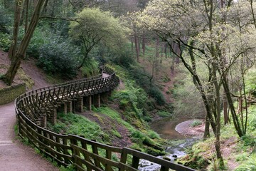 Fototapeta premium Wooden boardwalk winding through a forest with a stream