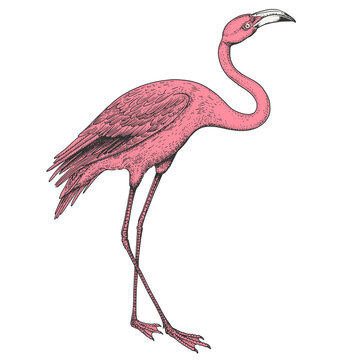 A pink flamingo with long legs, curved neck and detailed plumage, illustrated in vintage engraving style. Suitable for wildlife posters, tropical designs, packaging and educational materials.