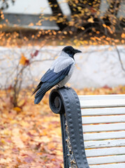 Fototapeta premium gray crow sitting on bench at autumn day in city park. Beautiful portrait of common hooded crow posing in autumn park. protection and care of wild birds, environment, ecology. save wildlife