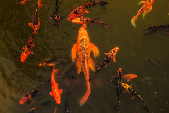 hungary, Debrecen 2021 03 27: Colorful koi fish swimming in a pond, bright natural light, top-down perspective, high angle shot showing vibrant orange and black patterns.