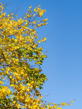 Tree with yellow autumn leaves against clear blue sky