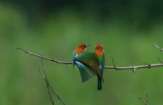Chestnut headed bee eater pair, sitting in a branch in the Kaziranga National park.