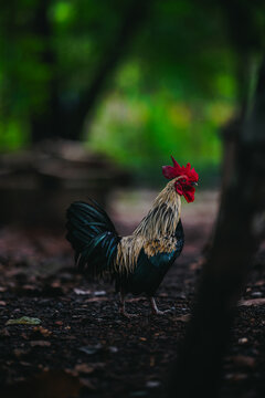 Beautiful bantam rooster standing outdoors in rural farm, showing red comb, light golden neck feathers, and dark tail with green bokeh backdrop.