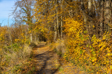 Fototapeta premium Beautiful autumn landscape featuring colorful deciduous woodland, golden foliage, orange leaves, reddish tones, and scattered fallen foliage