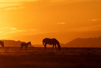 Fototapeta premium Wild Horses at Sunset in the Utah Desert in Autumn