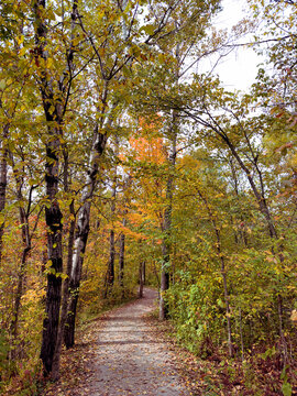 Un sentier dans la for&ecirc;t en automne, Qu&eacute;bec, Canada	
