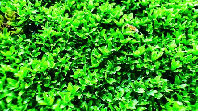 Lush green moss covering a weathered stone surface, with ants carrying eggs moving across the dense moss, creating a vivid natural scene with rich organic texture and wildlife detail.
