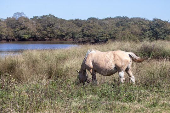 Caballo pastando