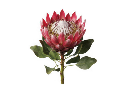 Exotic pink protea blossom on transparent background