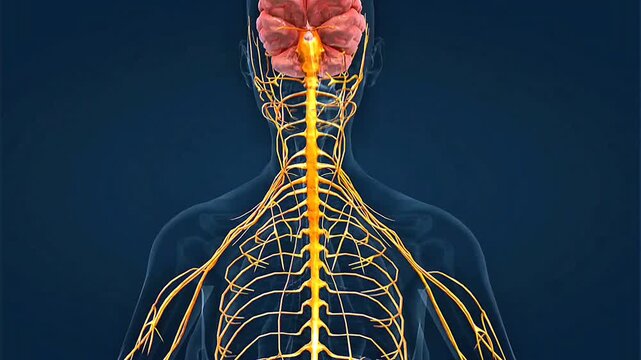 The human nervous system includes the brain, spinal cord, nerves, neurons, and sensory structures.