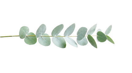 Green eucalyptus branch isolated on transparent background © Mojibar