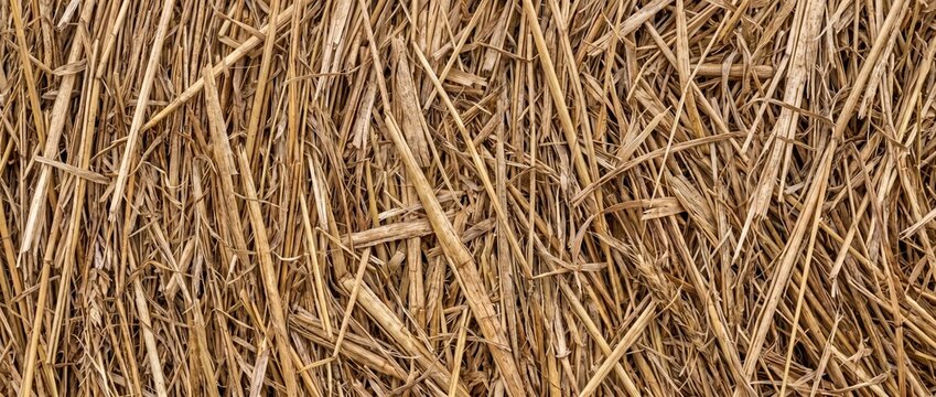 Straw bale dry texture background. Golden yellow hay stalks close up. Rustic agriculture farm autumn harvest backdrop