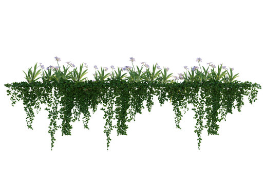 Hanging green ivy and blooming purple flowers isolated on transparent background. Trailing vertical garden foliage asset for architectural visualization and landscape design.
