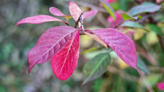 Closeup of bright pink and magenta spindle shrub leaves on a branch in autumn.