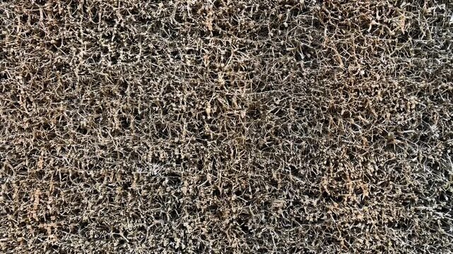Brine trickles down a wall of blackthorn brushwood
