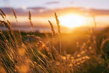 Naklejka premium Golden hour sunset over a field of grass