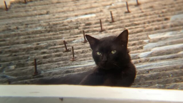 A black cat resting on a weathered rooftop under warm sunlight.