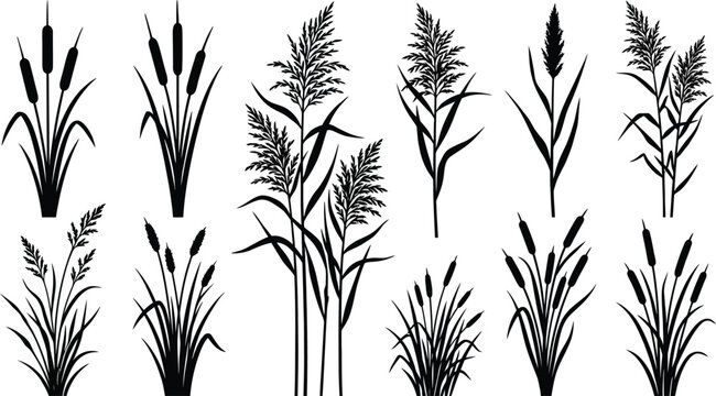 Botanical cattail silhouettes, set of 11 marsh reed and bulrush plant elements, black swamp grass vector icons for landscape and nature graphics