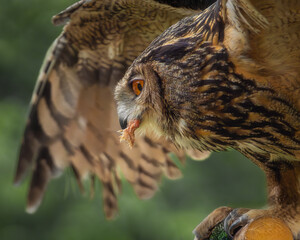 Close-up profile portrait of a majestic Eurasian eagle-owl (Bubo bubo) eating a small prey. Detailed wildlife photography of a large nocturnal raptor with bright orange eyes and brown feathers. © josemaria