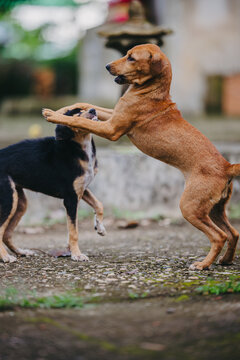 Two dogs playfully wrestling and jumping outdoors.