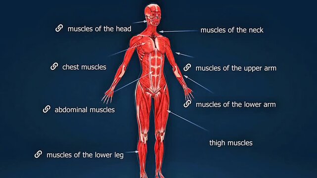 Human muscular anatomy shows the major skeletal muscles responsible for movement, posture, and stability.