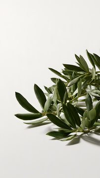 Green Olive Branch with Leaves