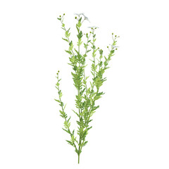 Fototapeta premium fresh rosemary on white background