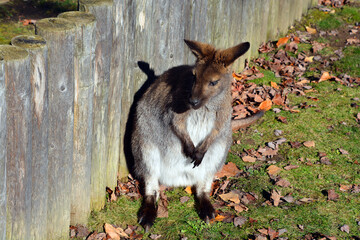 Wallaby is any animal belonging to the family Macropodidae that is smaller than a kangaroo and hasn't been designated otherwise. © Daniel Meunier