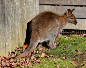 Wallaby is any animal belonging to the family Macropodidae that is smaller than a kangaroo and hasn't been designated otherwise. © Daniel Meunier