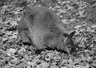 Wallaby is any animal belonging to the family Macropodidae that is smaller than a kangaroo and hasn't been designated otherwise. © Daniel Meunier