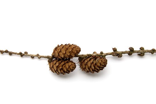 Dry Horizontal Larch Branch with Cones on White