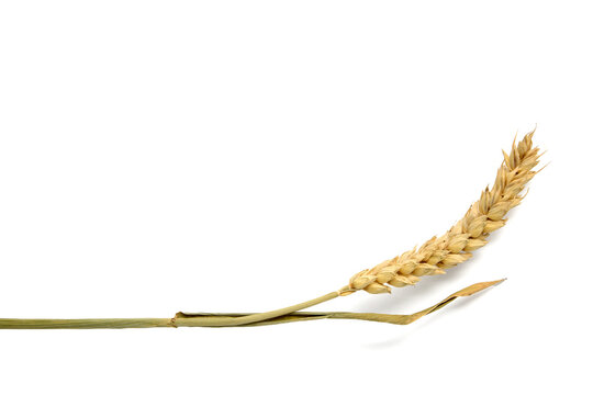 Single Golden Ear of Wheat Isolated on White