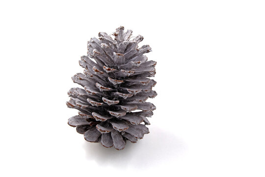 Grey Frosted Pine Cone Ornament Isolated on White