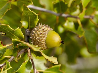 Acorn on Oak Tree Branch © Miguel Ángel RM