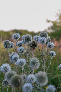 Close view of blue globe thistle flowers blooming in garden. Echinops banaticus with spiky light blue flower heads on green blurred background. Nature floral background, botanical and wildflower conce