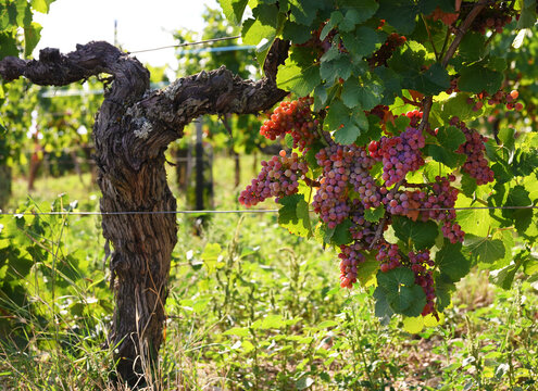 Close up of an old gnarled grapevine trunk in a French vineyard