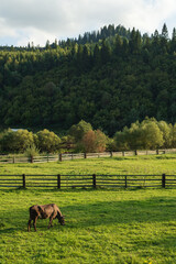 Rural scene with grazing cow on meadow and mountain at background © Dmytro Hai